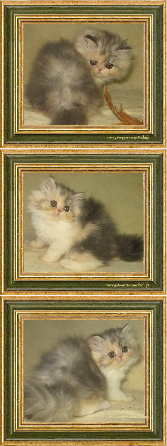 Gatita persa calico diluida